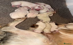 Golden Retriever dogs for sale: KC REG WHITE FULLY HEALTH TESTED PARENTS - Image 3