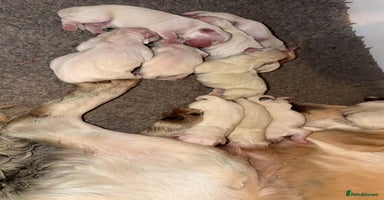 Golden Retriever dogs - Advert 3