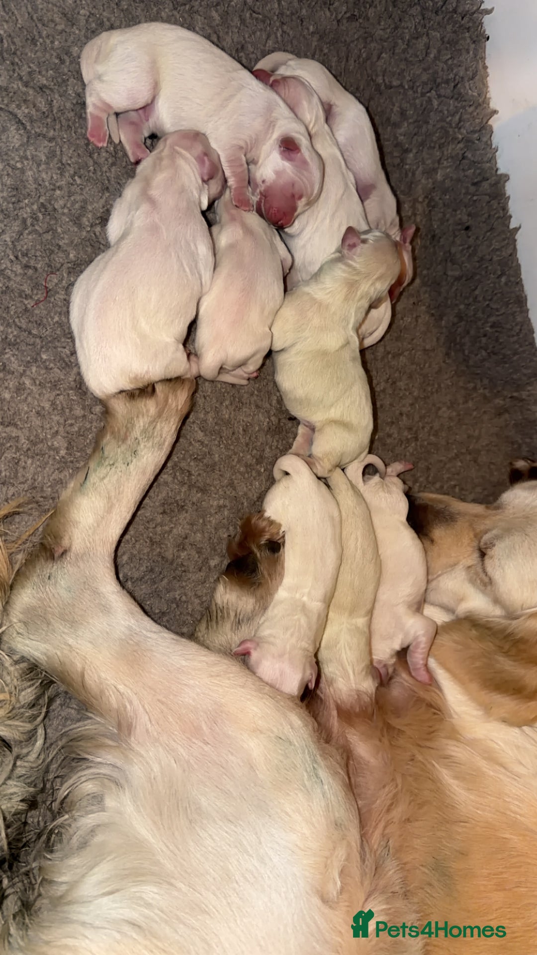 Golden Retriever dogs for sale: KC REG WHITE FULLY HEALTH TESTED PARENTS - Image 3