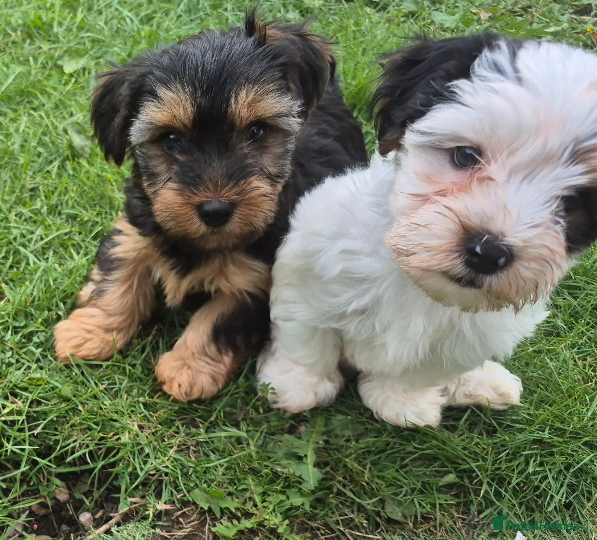 Mixed Breed dogs Ready now Yorkshire terriers puppy's  - Advert 2
