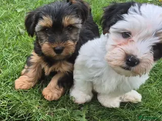 Mixed Breed dogs Ready now Yorkshire terriers puppy's - Advert 2