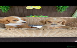 Cocker Spaniel dogs for sale: Golden cocker spaniel puppies  - Image 3