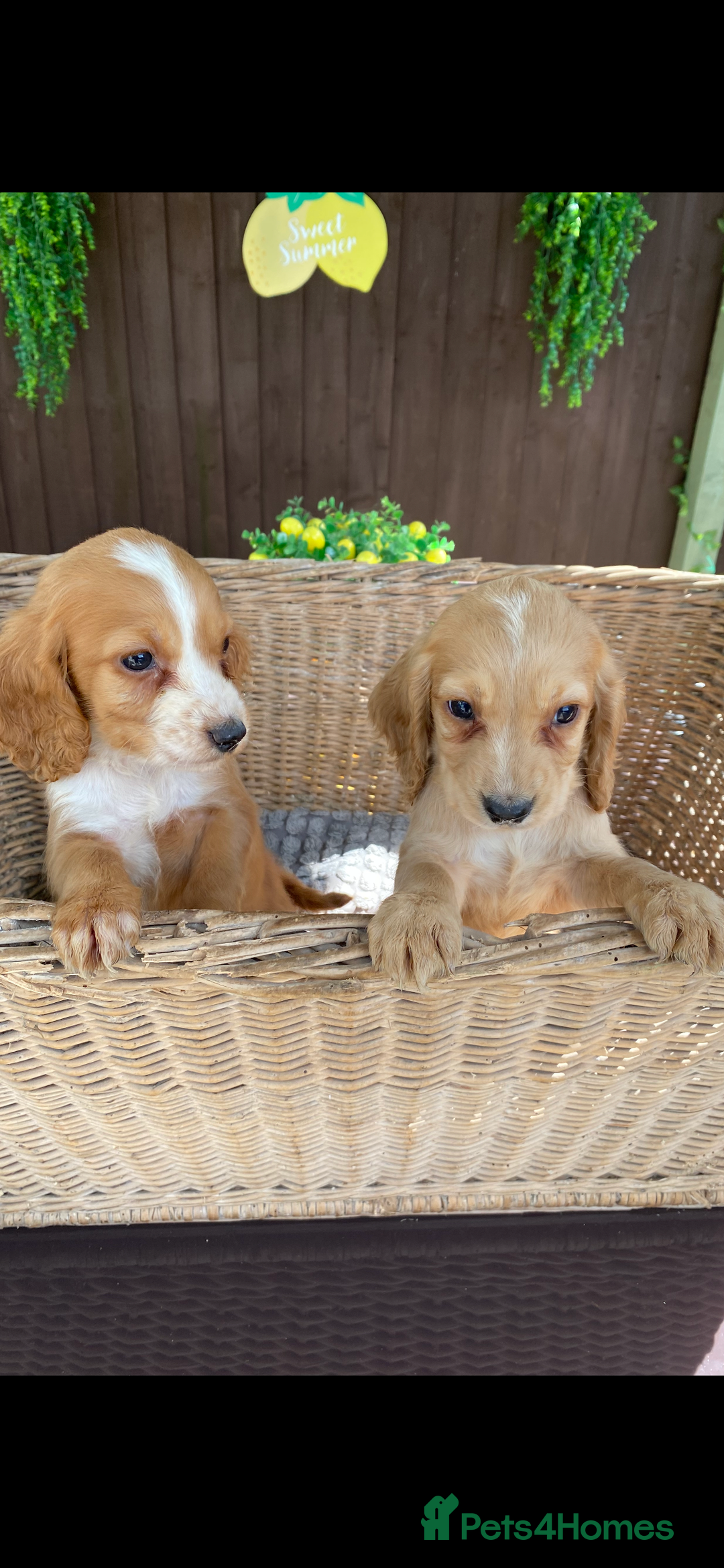 Cocker Spaniel dogs for sale: Golden cocker spaniel puppies  - Image 3