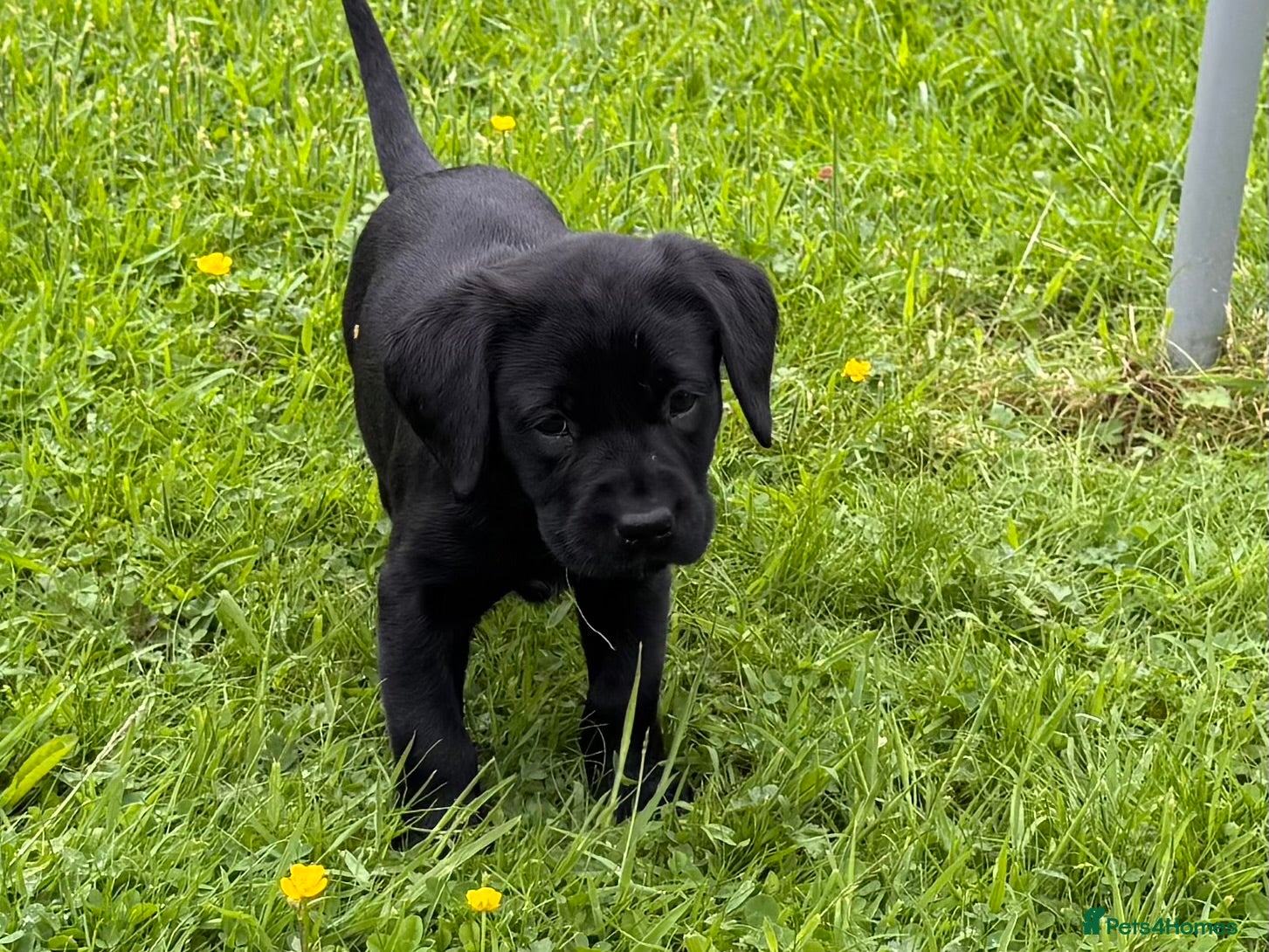 Labrador Retriever dogs for sale: Super RKC black lab girls!  - Advert 7