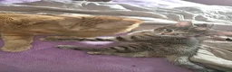 Domestic Shorthair cats for sale: Adorable precious kitten🤍 in Birmingham - Advert 1