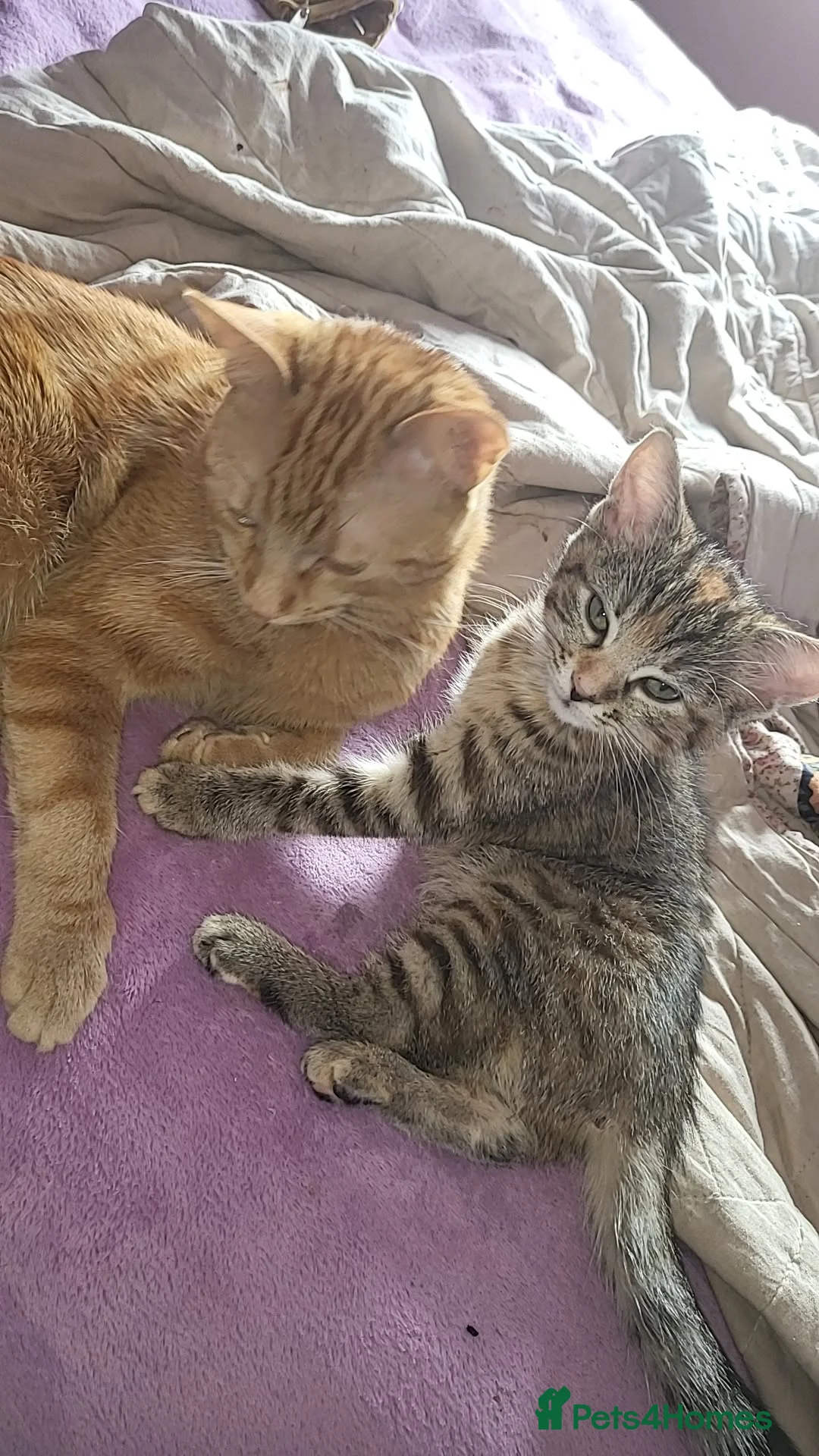 Domestic Shorthair cats for sale: Adorable precious kitten🤍 in Birmingham - Advert 1