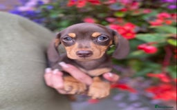 Miniature Dachshund dogs for sale: KC, PRAclear, licensed, health certificates  - Image 5