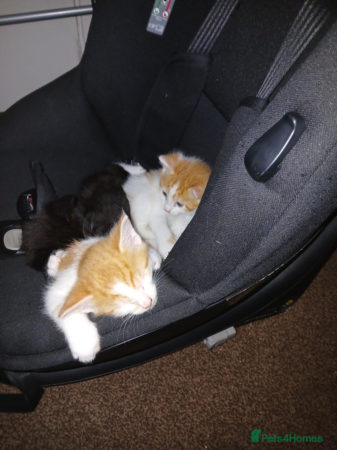 Mixed Breed cats for sale: Beautiful kittens ready  - Image 6