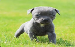 Staffordshire Bull Terrier dogs for sale: 23 years experience,5⭐️RATED Licensed & Registered - Image 2