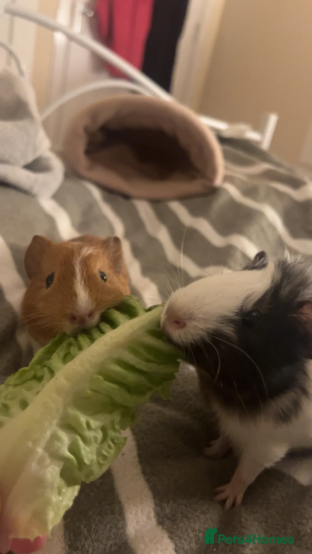 Guinea Pig rodents for sale: Male guinea pig  - Advert 4