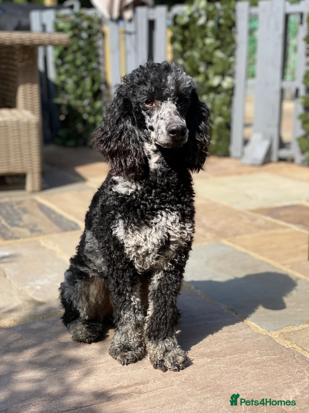 Labradoodle dogs for stud: MERLE MIN POODLE CARRIES CHOC & PHANTOM  in Chippenham - Advert 6