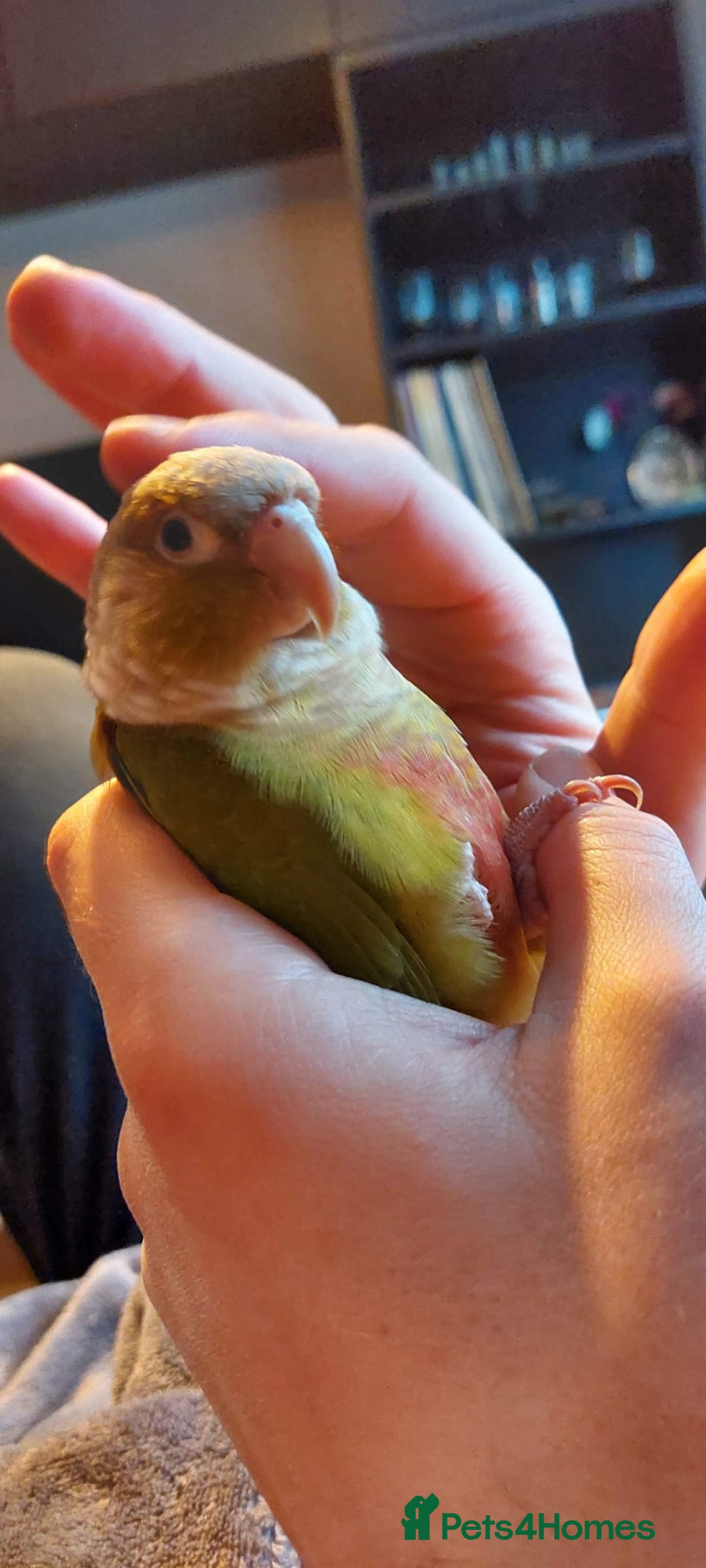 Conures birds for sale: Pineapple Conure fully tamed - Image 3