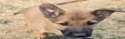 Mixed Breed dogs for sale: Belgium shepherd puppies  - Advert 17