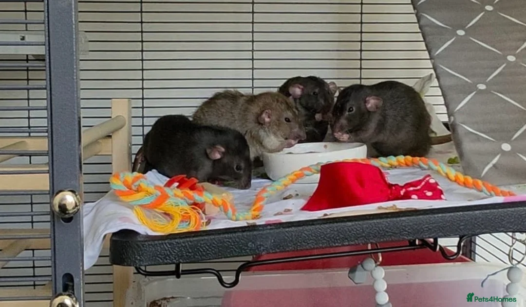 Rat rodents for sale: Male rats for rehoming  - Advert 1