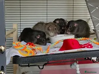 Rat rodents Male rats for rehoming - Advert 1