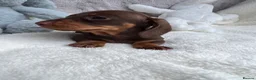 Dachshund dogs for sale: 4 beautiful miniature Dachshund  in Longfield - Advert 3