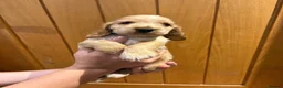 Cocker Spaniel dogs for sale: 7 Beautiful Show Cocker Spaniels - Advert 7