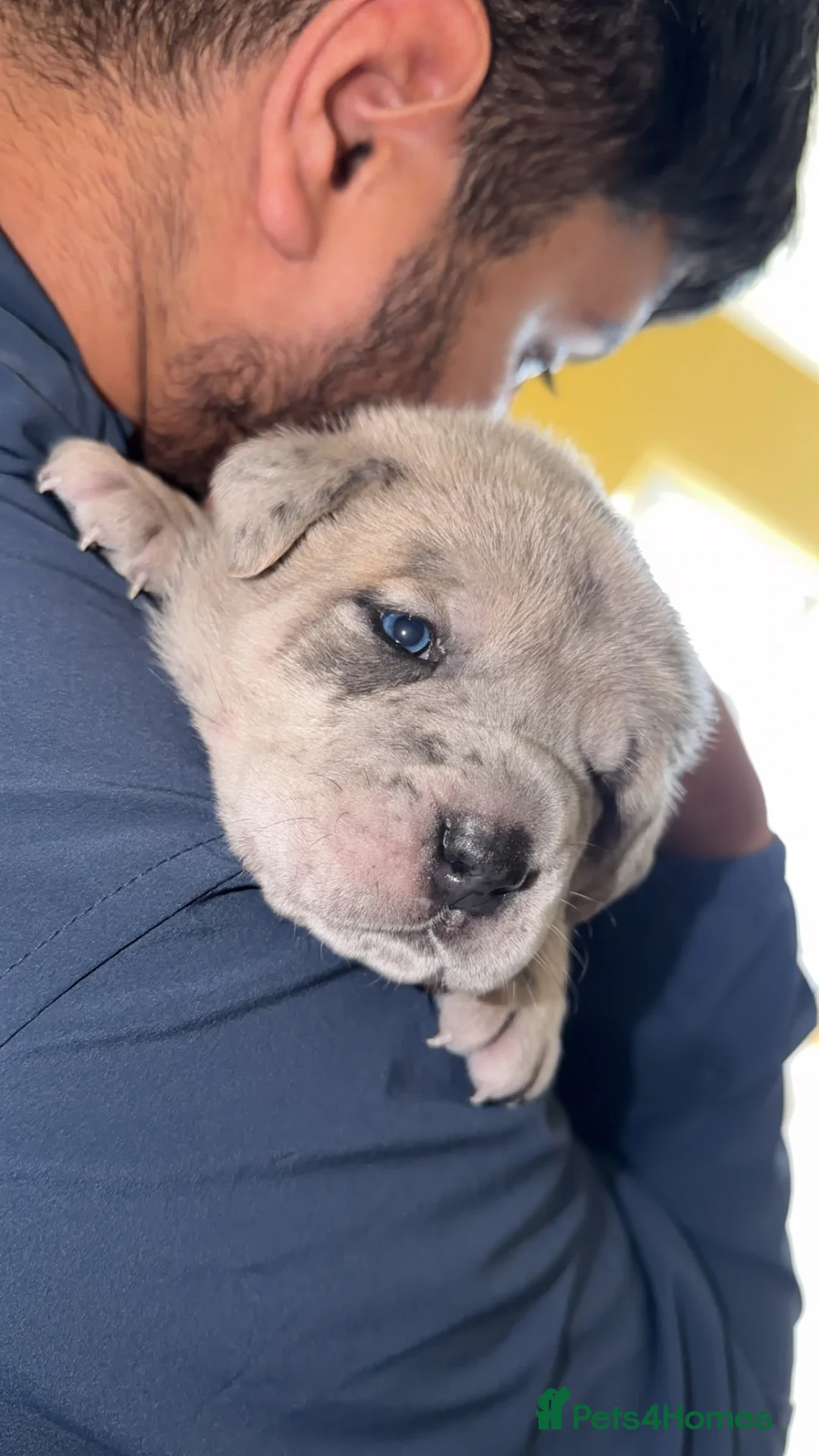 Cane Corso dogs for sale: Champion Bloodline Cane Corso Pups - Advert 11