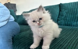 Ragdoll cats for sale: Ragdoll females - Image 6