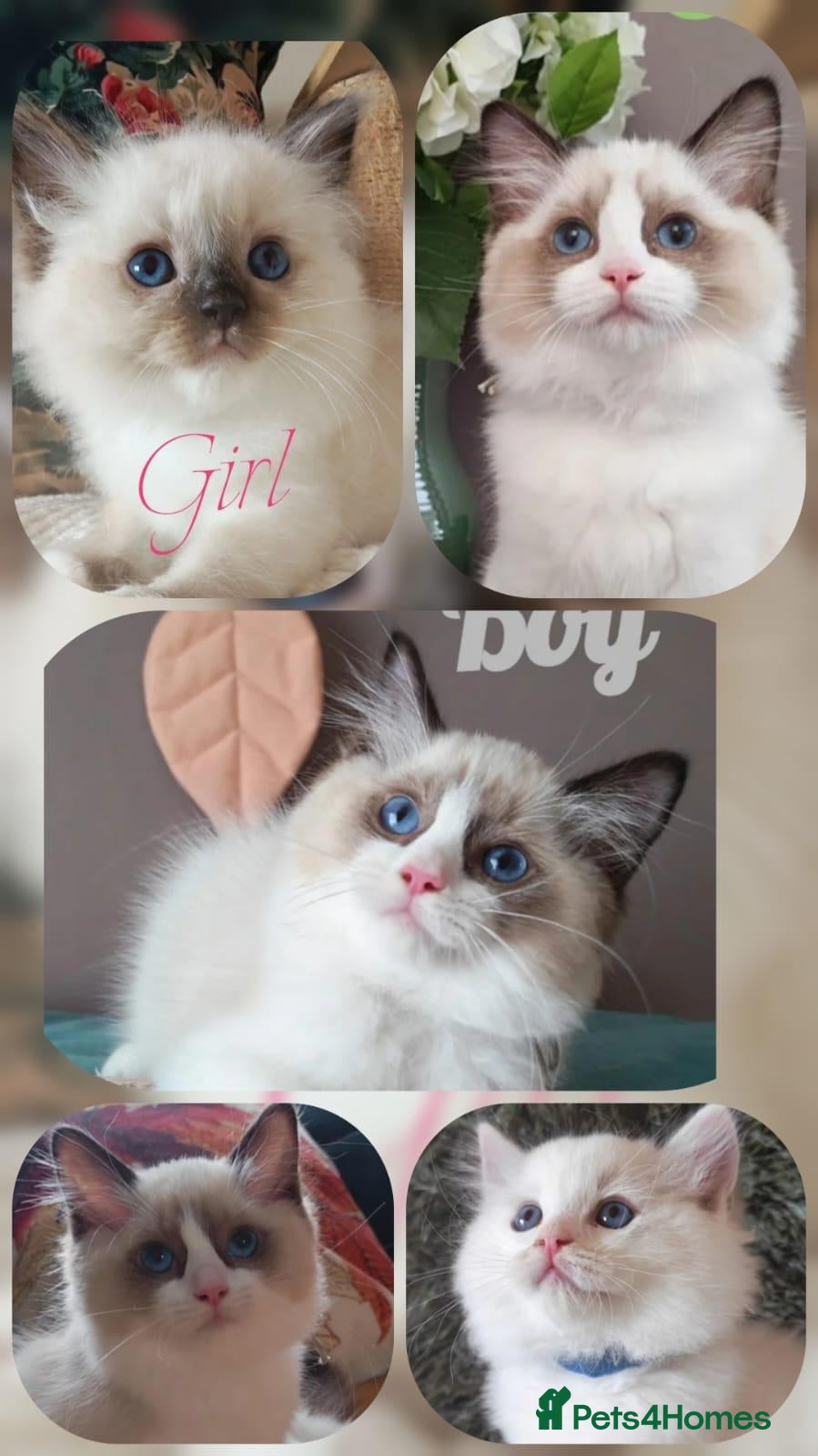 Ragdoll cats GCCF REGISTERED BEAUTIFUL RAGDOLLS KITTENS  - Advert 3