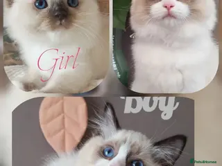Ragdoll cats GCCF REGISTERED BEAUTIFUL RAGDOLLS KITTENS - Advert 3