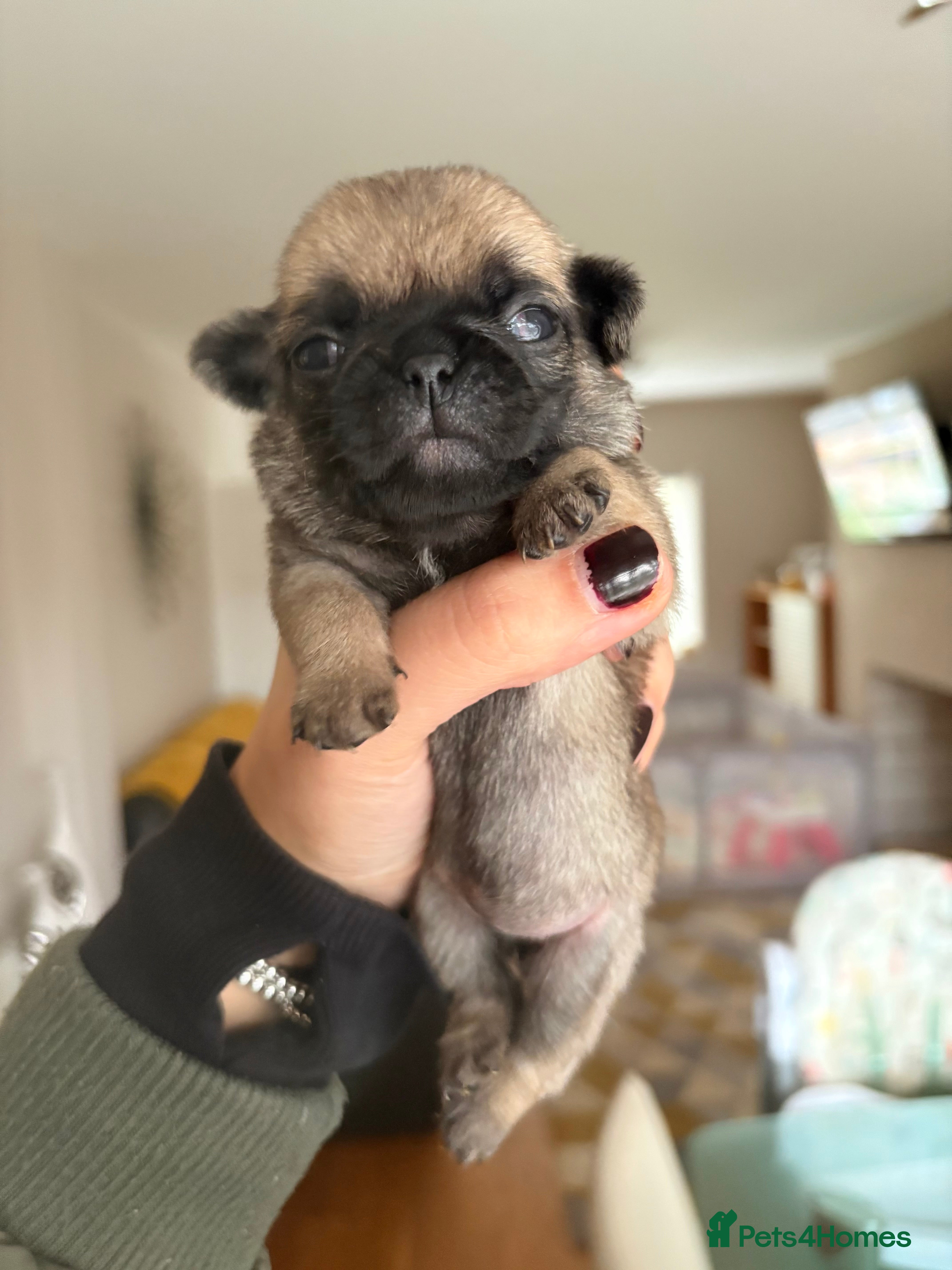 Pug dogs ALL PUPPIES NOW RESERVED🤍🐶 - Advert 3