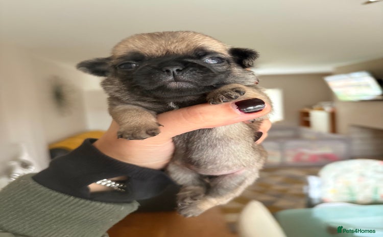 Pug dogs - Advert 10