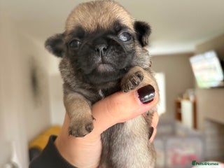 Pug dogs ALL PUPPIES NOW RESERVED🤍🐶 - Advert 4