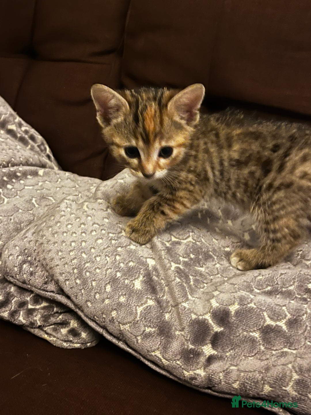 Domestic Shorthair cats for sale: 2 gorgeous tabby girls left - Image 4