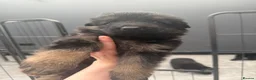 German Shepherd dogs for sale: Long haired German shepherd puppies  in Sunderland - Advert 5