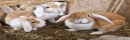 Dwarf Lop rabbits for sale: Friendly, lovely, laidback dwarf lop girls🐰🥰 - Advert 1