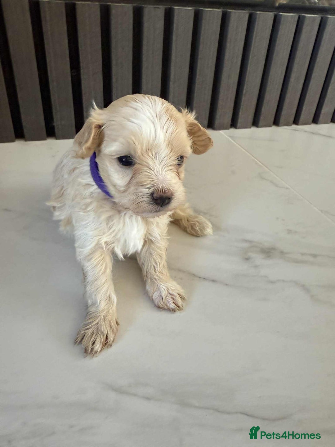 Maltipoo dogs for sale: 6 Gorgeous F1 Maltipoos for sale - Advert 3