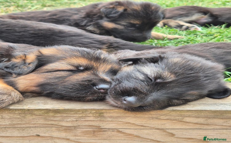 German Shepherd dogs - Advert 9
