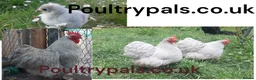 Chickens poultry for sale: Day‑Old Chicks and Hatching eggs - pure breed - Advert 22