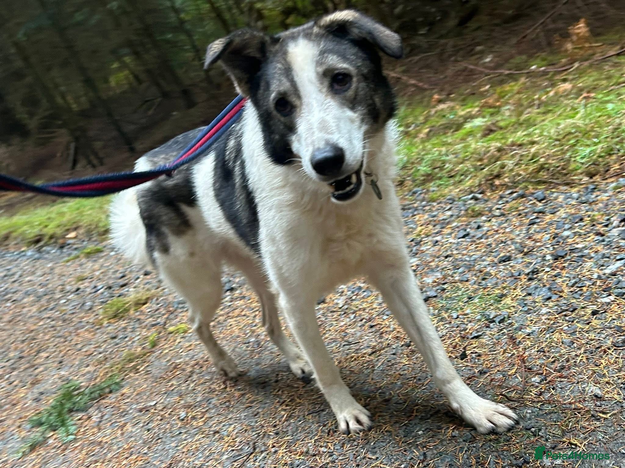 Matteo - Norwich Norfolk — Mixed Breed