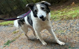 Mixed Breed dogs for adoption: Matteo - Norwich Norfolk  - Image 23