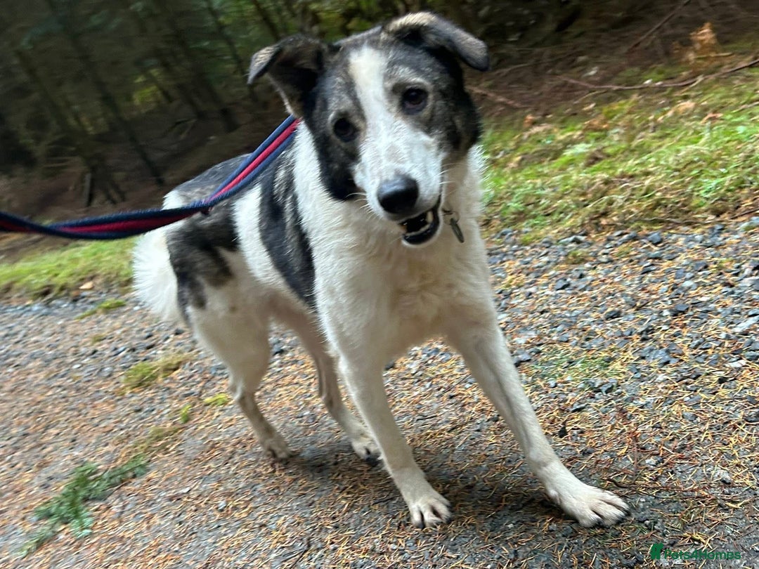 Mixed Breed dogs for adoption: Matteo - Norwich Norfolk  - Image 23