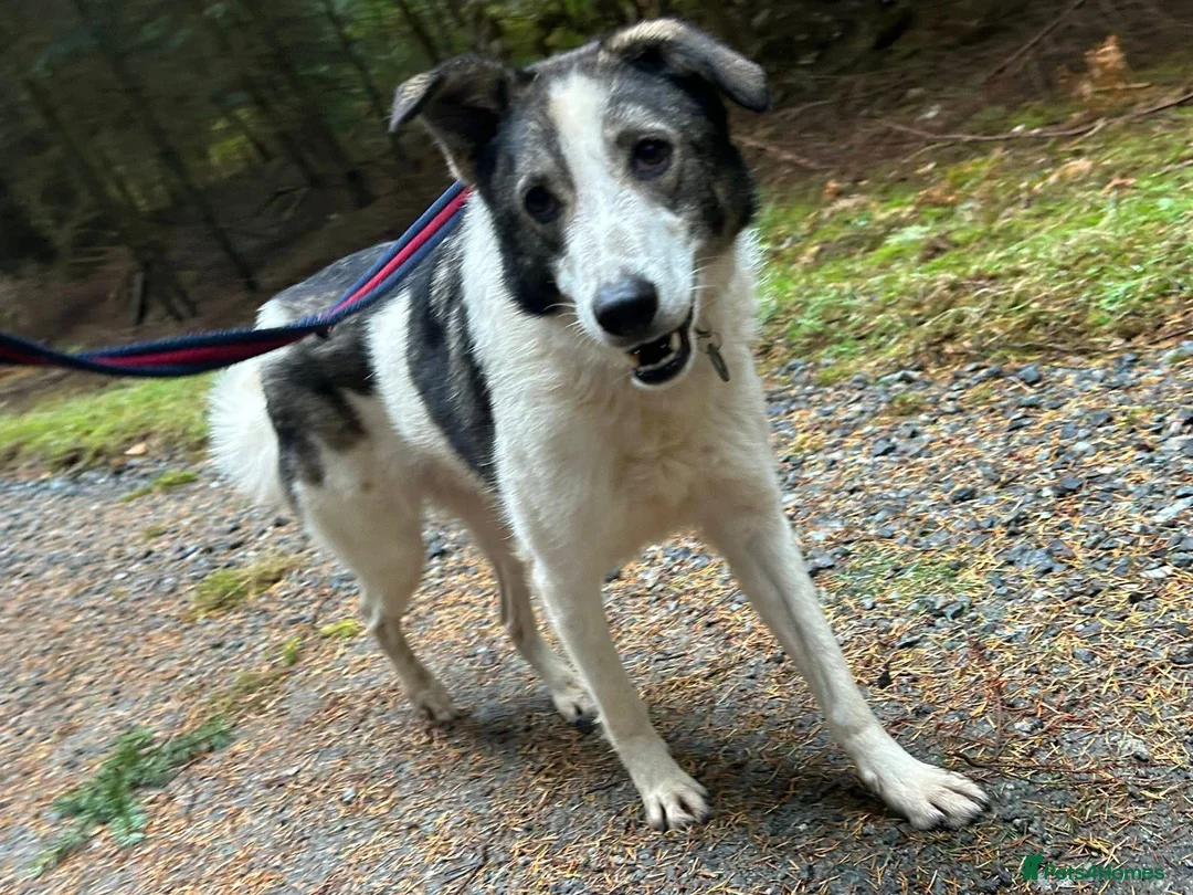 Mixed Breed dogs for adoption: Matteo - Norwich Norfolk  - Advert 23