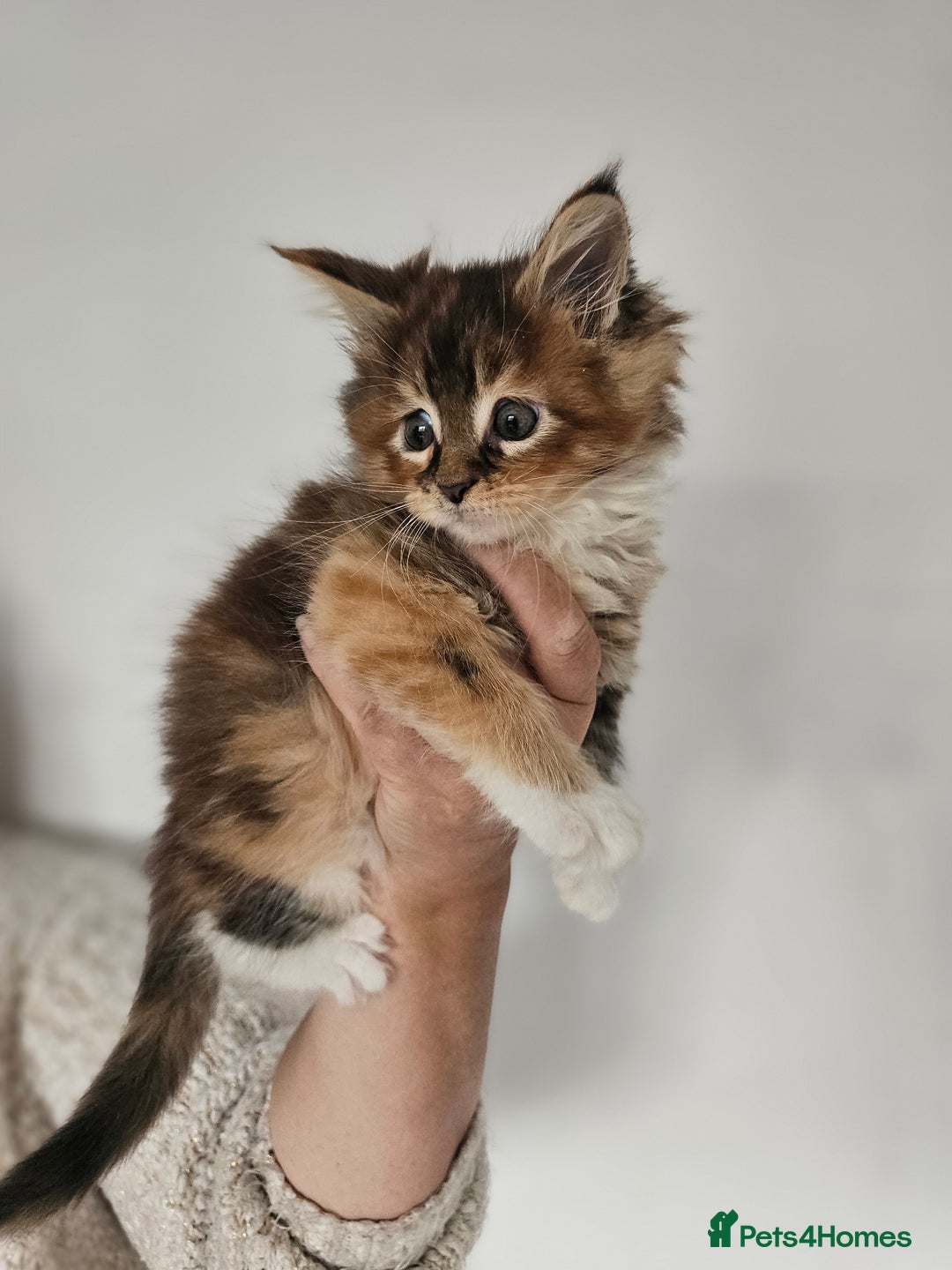 Maine Coon cats for sale:  TICA Maine coon kittens ready to leave - Advert 27