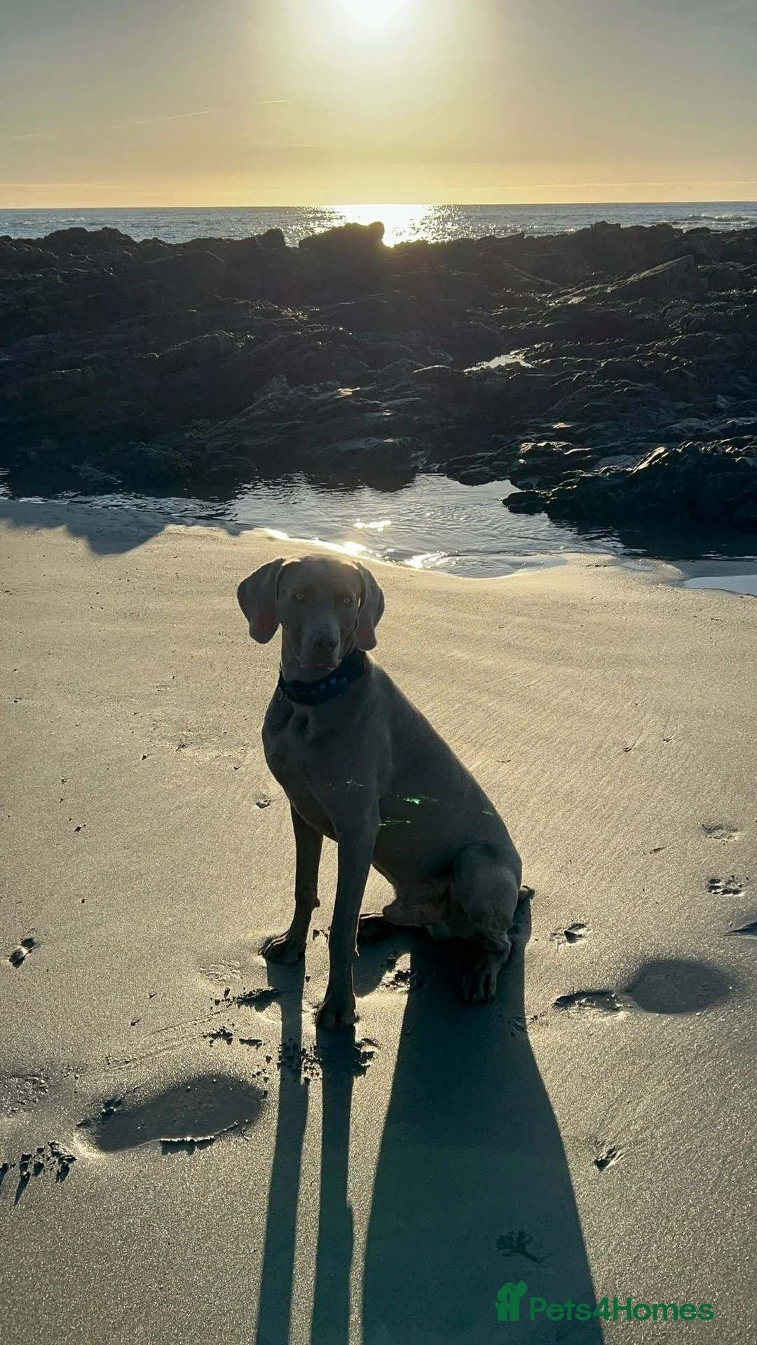 Weimaraner dogs for stud: Stunning, Healthy Stud - Advert 14