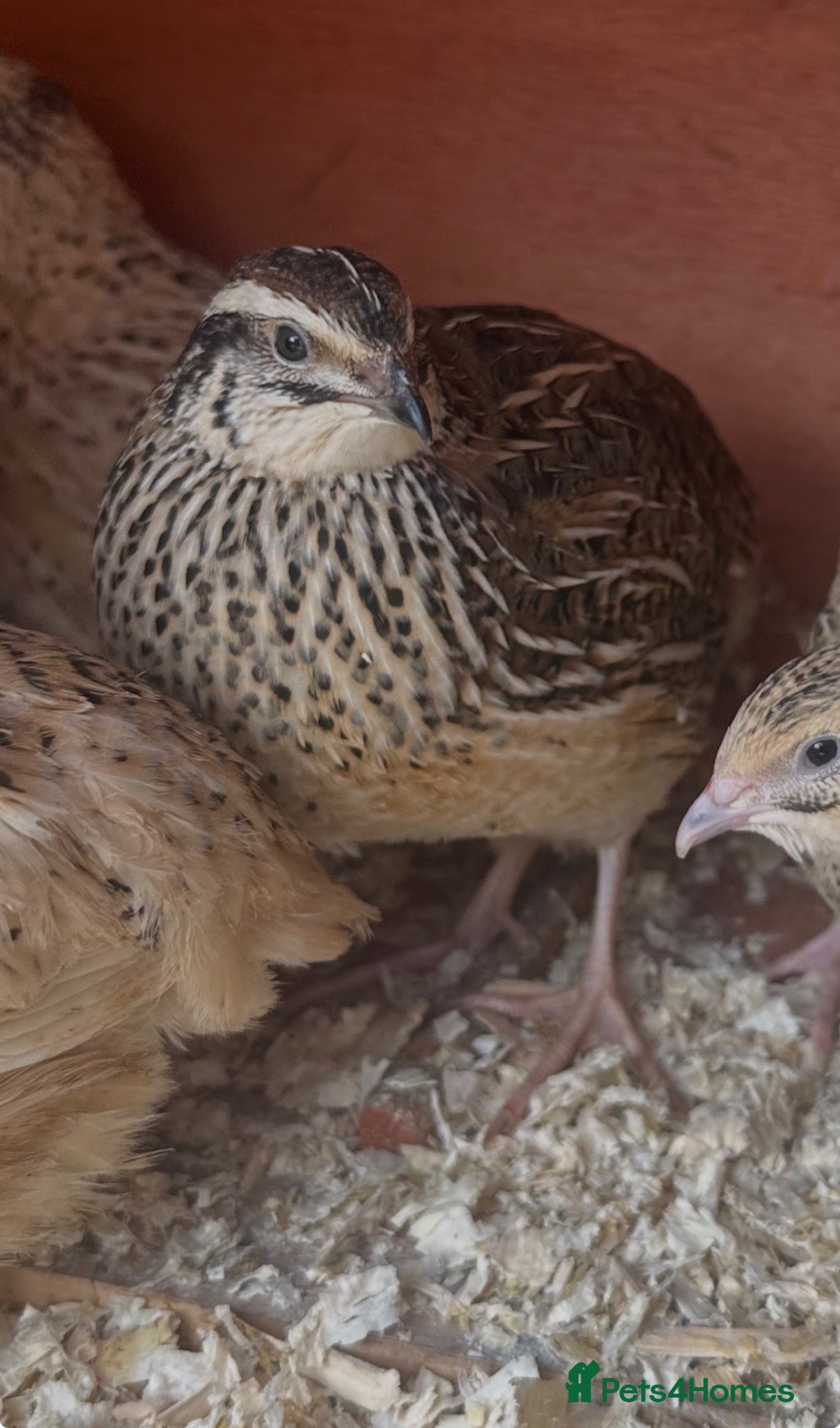 Quail poultry Laying Jumbo Japanese Coturnix Quail  - Advert 1