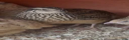 Quail poultry for sale: Laying Jumbo Japanese Coturnix Quail  - Advert 1