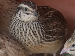 Quail poultry for sale: Laying Jumbo Japanese Coturnix Quail - Advert 1