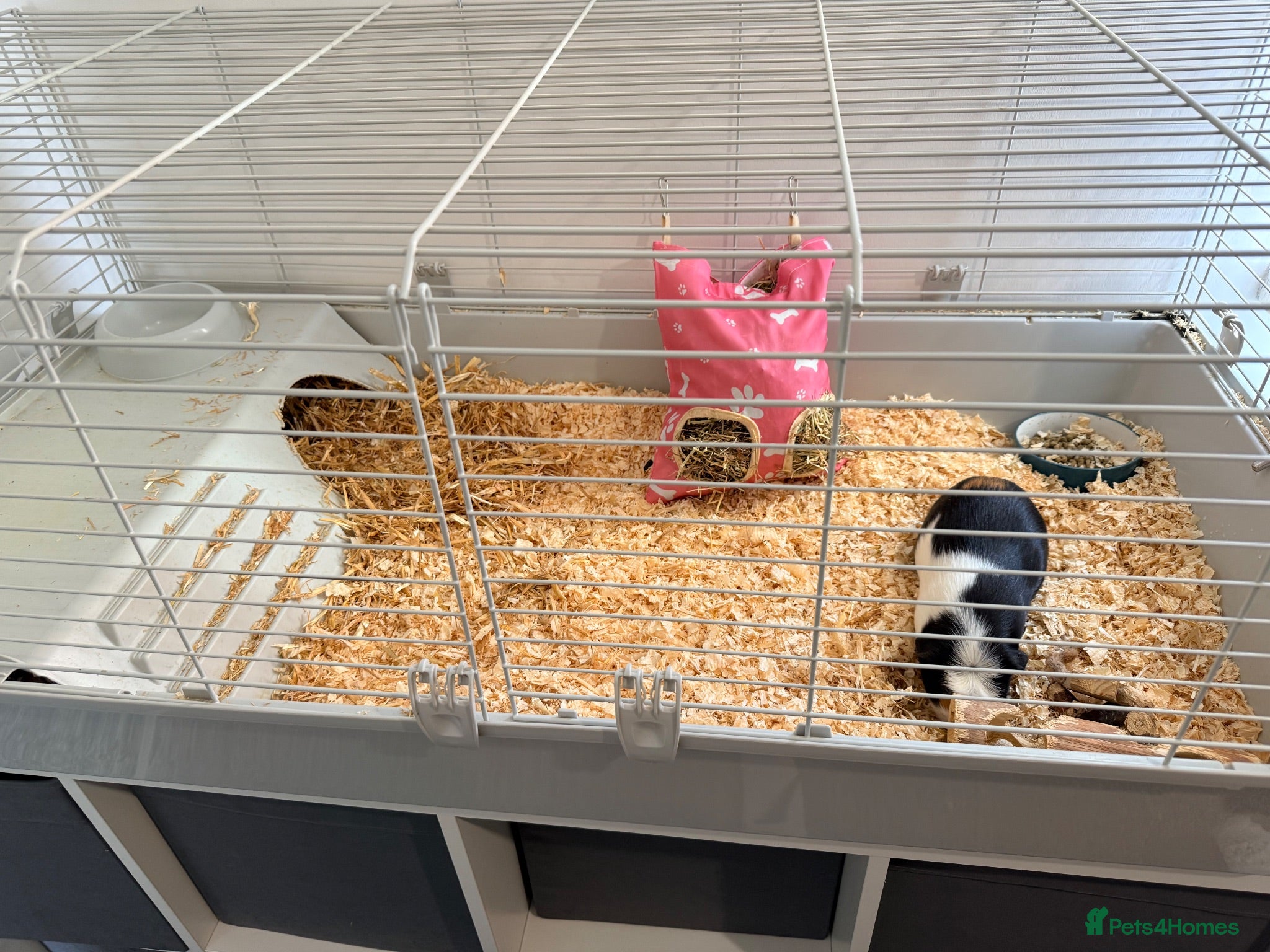 Guinea Pig rodents 2 x female guinea pigs and cage  - Advert 7