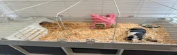 Guinea Pig rodents for sale: 2 x female guinea pigs and cage  in Caerphilly - Advert 1