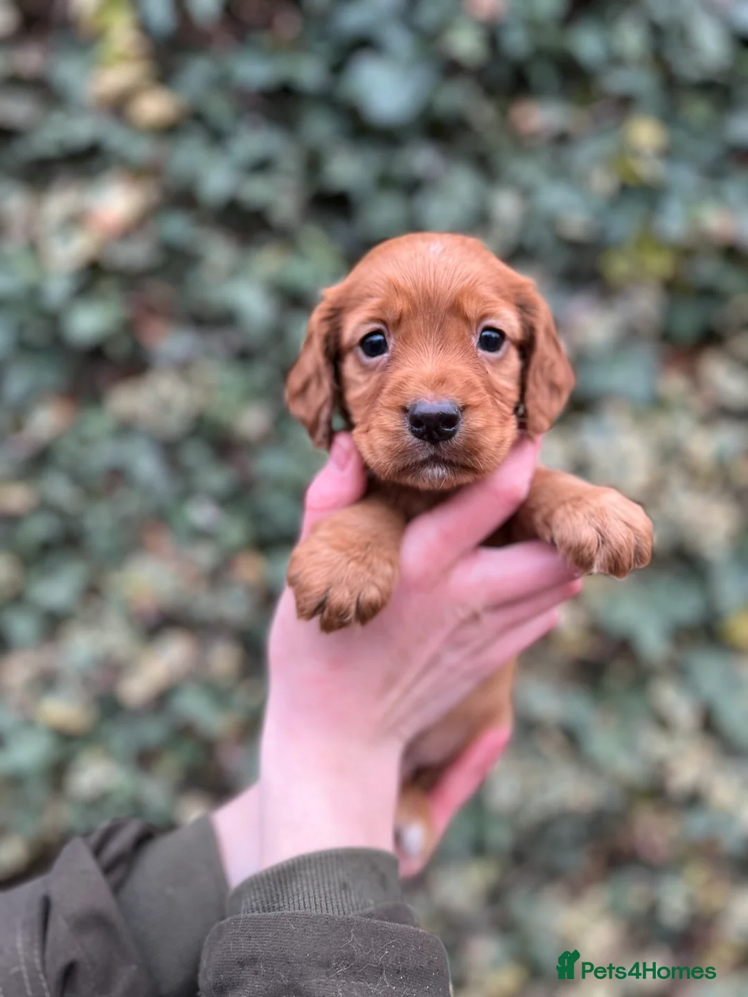 Cocker Spaniel dogs for sale: Kc Fox red, working cocker spaniels pups - Advert 3