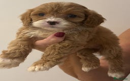 Cavapoo dogs for sale: CAVAPOO PUPPIES  - Advert 11