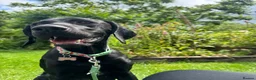 Mixed Breed dogs for sale: Female dog looking for forever home. in Crewe - Advert 6