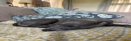 Whippet dogs for sale: Blue Whippet Pup  - Advert 6