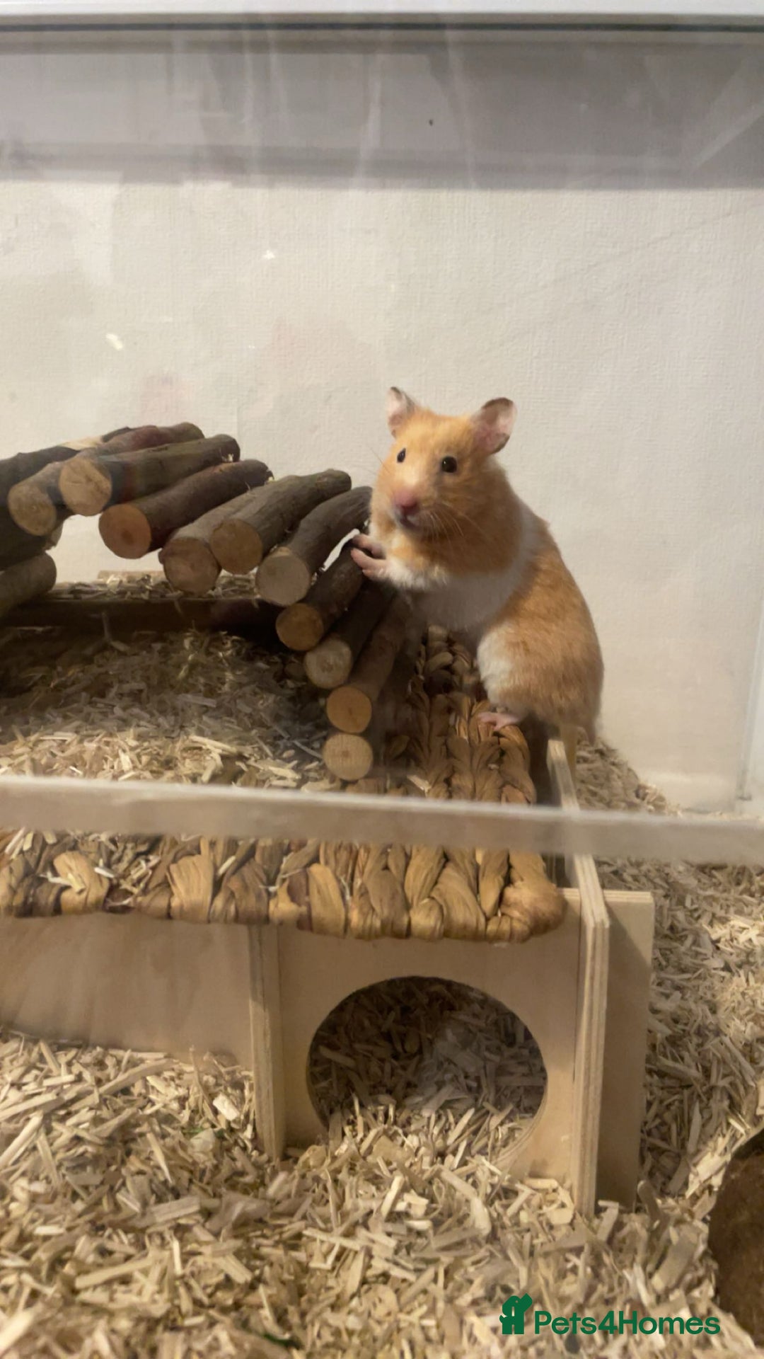 Hamster rodents for sale: Female Syrian hamster - Advert 1
